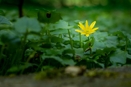 Single yellow flower of the lesser celandine, Ficaria verna, in front of a green carpet of leaves on the forest floor, shallow depth of fieldの写真素材