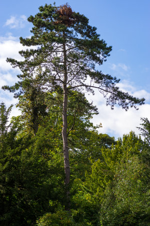 Large single pine tree in mixed forest against blue skyの写真素材