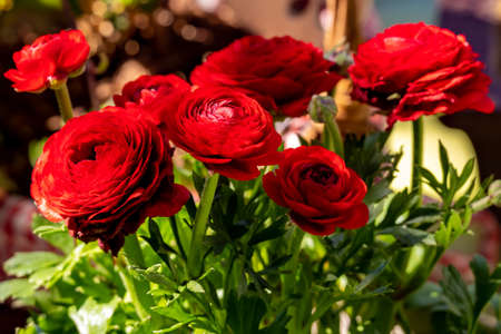 Red ranunculus flowers with bud and green plant stems, shallow depth of field, selective focusの写真素材