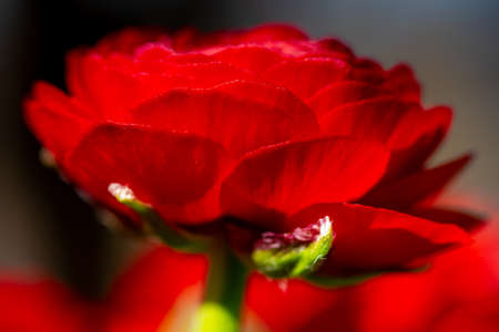Macro of a deep red ranunculus, extremely shallow depth of field, selective focusの写真素材