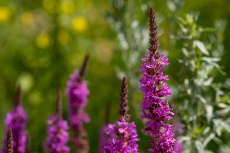One sharp purple flowering stem of purple loosestrife, lythrum salicaria, in the foreground, several purple flowering stems out of focus in the background, shallow depth of field, selective focusの写真素材