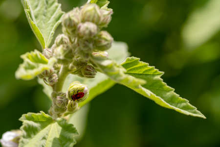 Close-up of an insect on the buds of the marshmallow plant in sunlight, shallow depth of field, selective focus.の写真素材