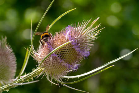 Bumblebee on a blooming thistle flower