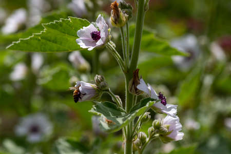 Stem of marshmallow plant with flowers and a honey bee crawling in a flower calyx, shallow depth of field, selective focus.の写真素材