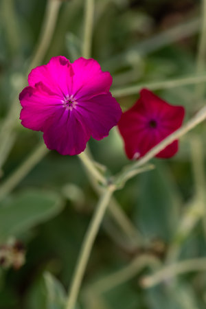 Two blossoms of the rose campion, silene coronaria, the left one sharp in the foreground, the right one blurred in the background, shallow depth of field, selective focusの写真素材