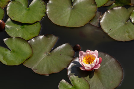 Blooming water lily and many water lily leaves on a pond, photographed from aboveの写真素材