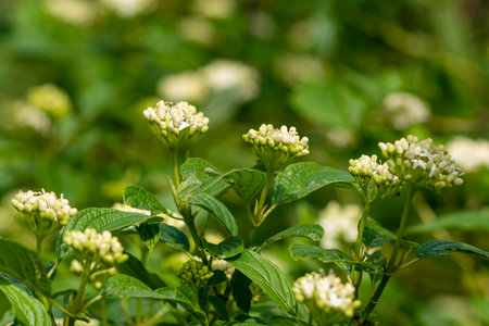 White flowering shrubs, central flower in focus, background out of focus, shallow depth of field, selective focusの写真素材