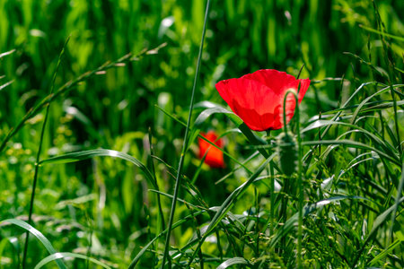 Red flowering poppy in green fieldの写真素材