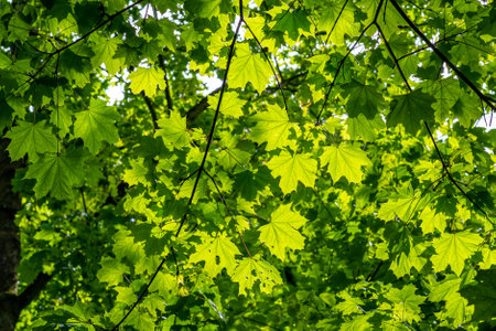 Canopy of leaves of plane tree illuminated by the sunの写真素材