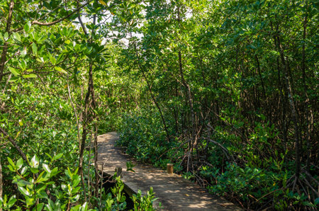 Wooden walkway through mangrove forest, Guadeloupeの写真素材