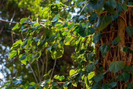 Ivy illuminated by sunlight on a tree trunk in spring, shallow depth of field, selective focusの写真素材