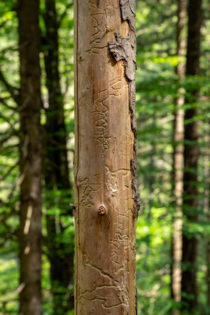 Traces of woodworms on a tree trunk, the bark has been almost completely removedの写真素材
