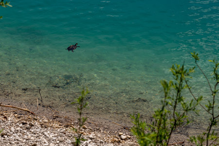 Wild turtle in turquoise water of Uri lake near Reutte, Austriaの写真素材