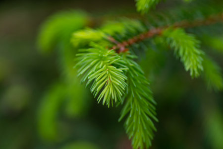 Fresh green shoots of a fir tree, selective focus, shallow depth of fieldの写真素材