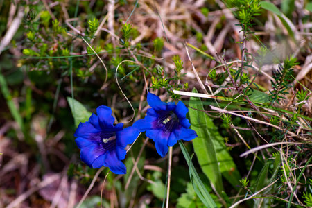 Wild, deep blue flowering gentian, Gentiana, on the forest floorの写真素材