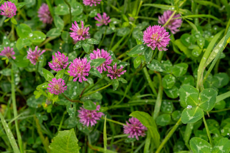Pink flowering clover in meadow after rain shower, selective focus, shallow depth of fieldの写真素材