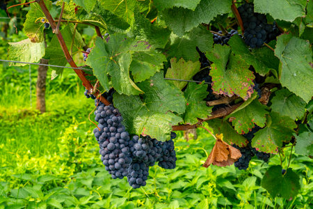 Blue grapes on the vine in the vineyardの写真素材