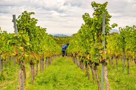 Grape harvest in the vineyards near Heitersheim im Breisgau, Germanyの写真素材