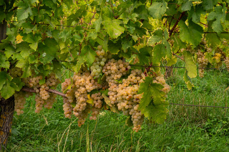 Yellow grapes on the vine in the vineyardの写真素材