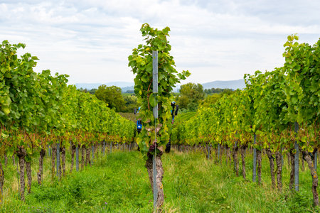 Grape harvest in the vineyards near Heitersheim im Breisgau, Germanyの写真素材