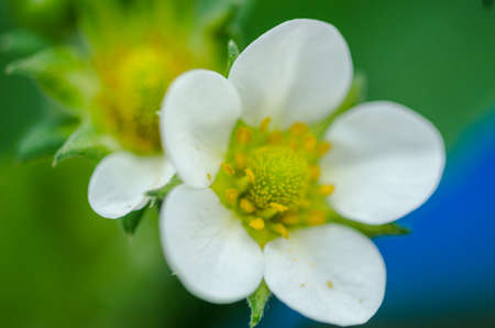 Daisy flowers, green blurry bokeh background