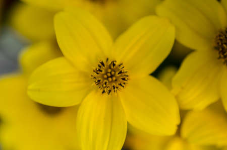 Small yellow long-blooming garden sunflowerの写真素材