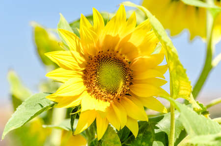 sunflower closeup with background