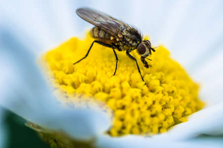 honey bee collecting nectar on a flower - isolated white background