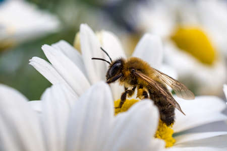 honey bee collecting nectar on a flower - isolated white backgroundの写真素材