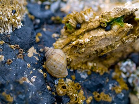 Various macro closeups of shells taken at the tide pools at Canon Beach, Oregon.