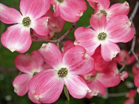 Close-ups of pink blooms adorning a Dogwood tree in spring.の写真素材