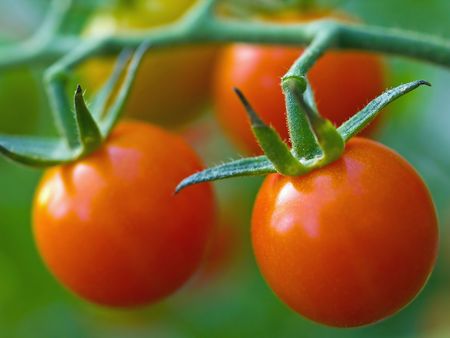 Red, ripe tomatoes still on the vine awaiting to be harvested.の写真素材