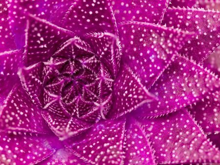 Succulent cactus macro with vivid texture and color; great for desert backgrounds.の写真素材
