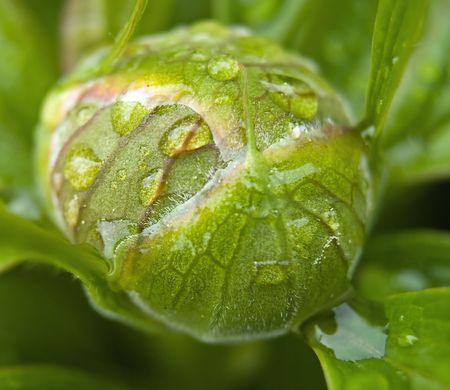 Water drop close-up on a Peone Plantの写真素材