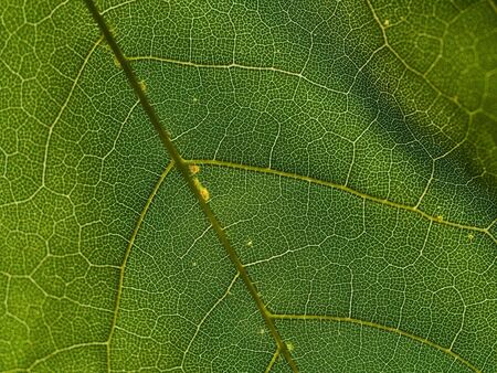 Macro close up of a leaf showing veins