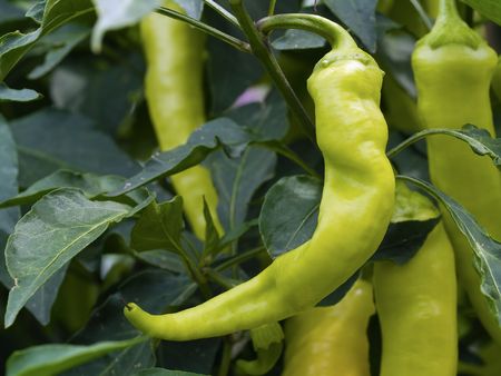Green Peppers on the plant needing pickedの写真素材