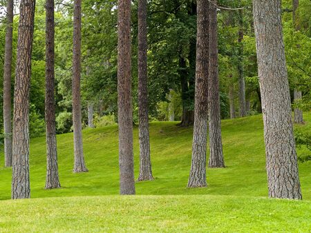 Grassy hills in a tree filled parkの写真素材