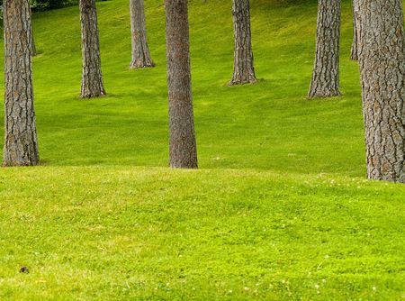 Grassy hills in a tree filled parkの写真素材