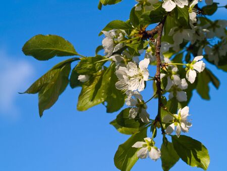 Italian Plum Blossoms still on the tree with a blue sky backgroundの写真素材
