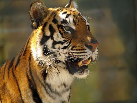 Tiger face closeup showing some mean teeth