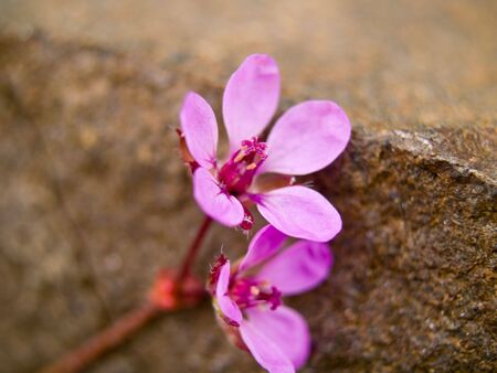 Purple weed flower macro with shallow DOFの写真素材