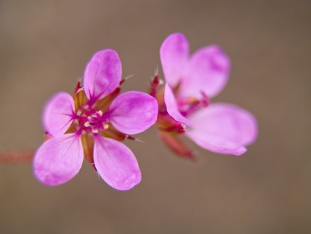 Purple weed flower macro with shallow DOFの写真素材