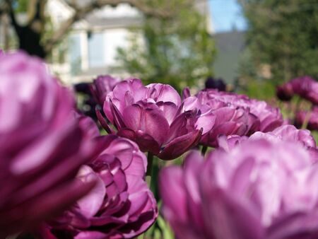 Close up of a bunch purple flowers growing in a gardenの写真素材