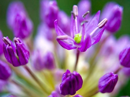 Macro closeups of an Allium Flower in Bloomの写真素材