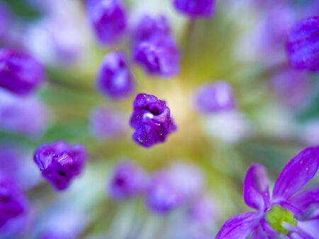 Macro closeups of an Allium Flower in Bloomの写真素材