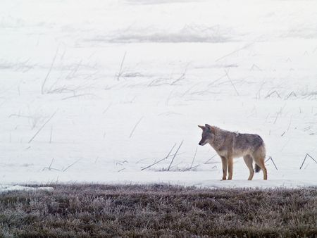 Coyote of the West Plains in Winterの写真素材