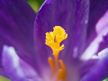 Spring Time Crocuses Macro Showing Colorful Detailsの写真素材