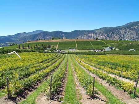 Rows of Grape Vines on a Mountain Vineyardの写真素材