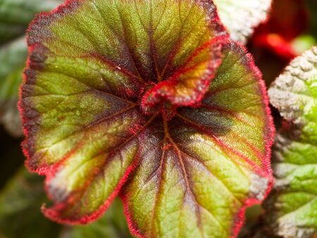 Colorful Leaf Macro with a Narrow Depth of Fieldの写真素材