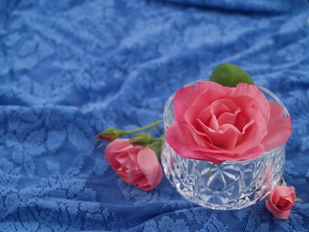 Soft Pink Roses Arranged in a Romantic Scene on Blue Laceの写真素材